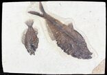 Diplomystus & Priscacara Fossil Fish Plate - x #22971-1